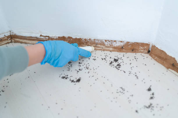 Best Best Pest Control Near Me  in Mount Angel, OR